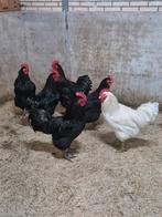 Jersey giant haan, Dieren en Toebehoren, Mannelijk, Kip