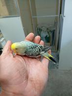 Jonge grasparkiet, Dieren en Toebehoren, Vogels | Parkieten en Papegaaien, Mannelijk, Parkiet, Tam