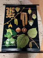 Botanische schoolplaat hazelnoot, Antiek en Kunst, Antiek | Schoolplaten, Ophalen of Verzenden, Natuur en Biologie