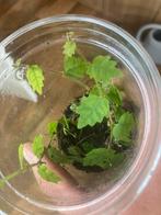 Terrariumplant Ficus pimula Quercifolia, Overige soorten