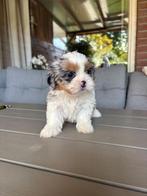 Shih-tzu pups ️, Dieren en Toebehoren, Honden | Chihuahua's en Gezelschapshonden, Rabiës (hondsdolheid), Overige rassen, 8 tot 15 weken