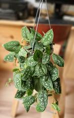 Scindapsus Pictus Trebie hangplant, Ophalen of Verzenden