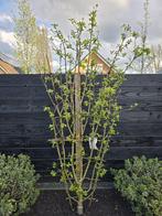 Appelboom, Ophalen, Hulst, 100 tot 250 cm