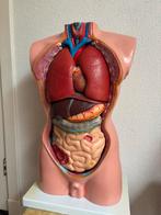 Anatomisch model / menselijk torso model 70 cm, Ophalen of Verzenden