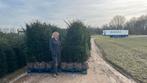 Taxus Baccata - Haagplant van topkwaliteit! 160-180, In pot, Bloeit niet, Halfschaduw, Overige soorten
