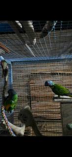 Koppel bonte boeren , Senegal Papegaai, Dieren en Toebehoren, Meerdere dieren, Papegaai, Geringd