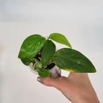 Monstera standleyana, Huis en Inrichting, Kamerplanten, Ophalen of Verzenden, Overige soorten, Minder dan 100 cm