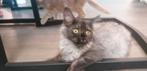maine coon kittens, Dieren en Toebehoren, Meerdere dieren, Gechipt, 0 tot 2 jaar