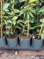 Jasmijnen 100 cm plus super prijs 6,,95 vanaf 20 stuks, Tuin en Terras, Planten | Tuinplanten, Ophalen, Volle zon, Vaste plant