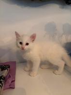 Kitten Turkse-Van kruising, Poes, Langharig, 0 tot 2 jaar