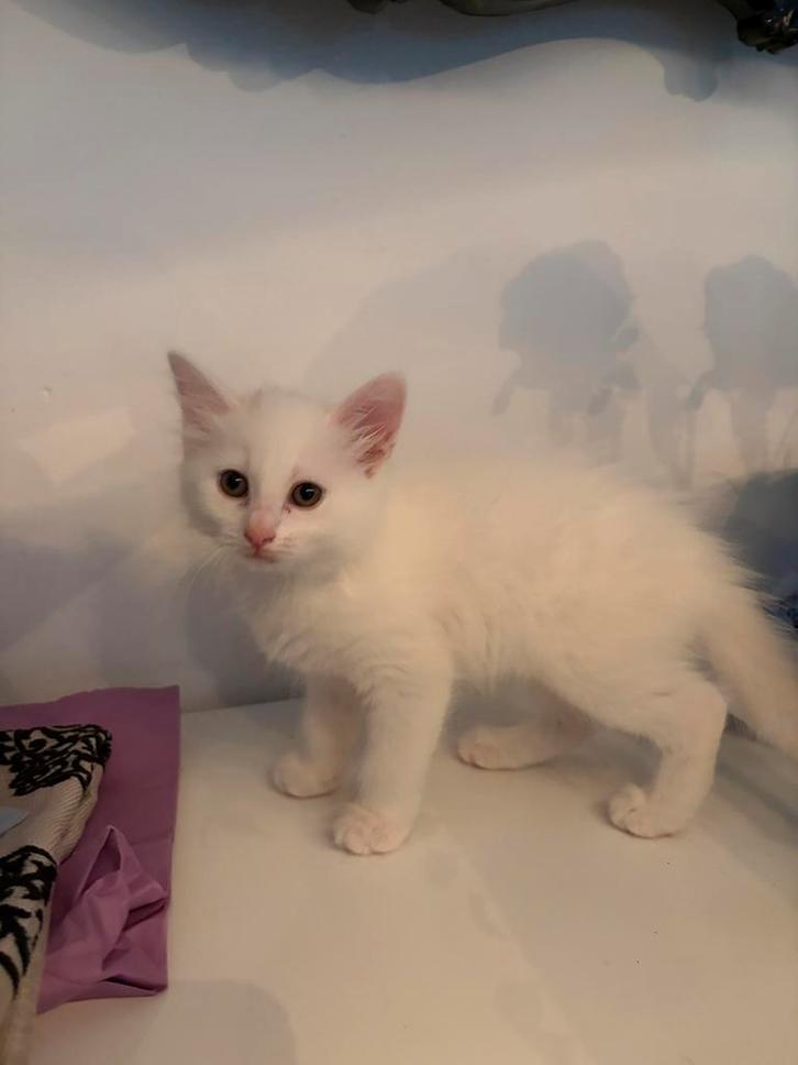 Kitten Turkse-Van kruising, Dieren en Toebehoren, Katten en Kittens | Overige Katten, Langharig, Poes, 0 tot 2 jaar