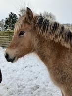 Fjord merrieveulen, 1 paard of pony