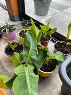 Bananenplanten in pot, Tuin en Terras, Planten | Tuinplanten, Volle zon, Vaste plant, Ophalen of Verzenden, Zomer