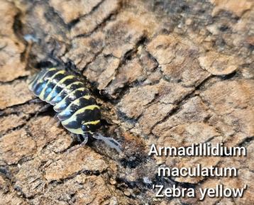 Armadillidium maculatum 'Zebra yellow' beschikbaar voor biedingen