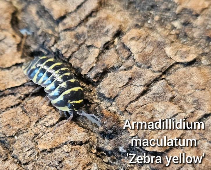 Armadillidium maculatum 'Zebra yellow', Dieren en Toebehoren, Insecten en Spinnen, Overige soorten