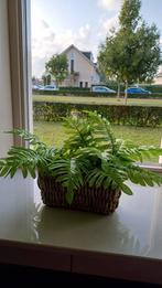 2x Kunstplanten Nieuw, Ophalen of Verzenden, Nieuw, Binnen