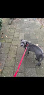 Bully xl pup, 15 weken tot 1 jaar, Eén hond, Nederland, Particulier