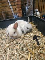 Minilop konijntje 8weken, Dieren en Toebehoren, Mannelijk, Dwerg