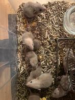 Jongen siamees ratjes mogen weg, Dieren en Toebehoren, Knaagdieren, Rat, November, Meerdere dieren, Tam