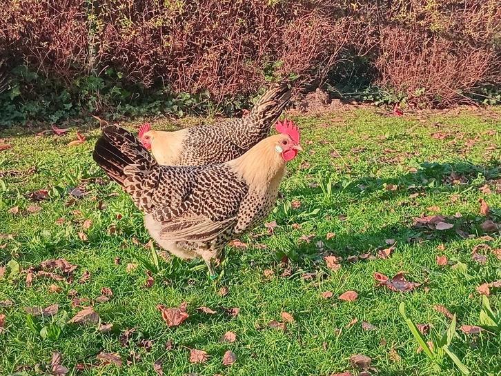 Rashoenders Groninger Meeuwen citroenpel, Dieren en Toebehoren, Pluimvee, Kip, Vrouwelijk