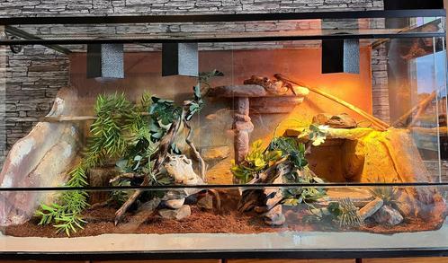 Compleet terrarium met alle toebehoren + slangen, Dieren en Toebehoren, Reptielen en Amfibieën | Toebehoren, Zo goed als nieuw