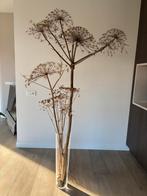 Gedroogde Berenklauw met Vaas - 2 meter hoog, Ophalen, Zo goed als nieuw