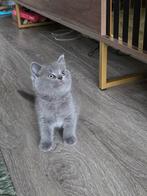 Britse korte haar, Dieren en Toebehoren, Katten en Kittens | Raskatten | Korthaar, Meerdere dieren