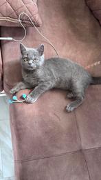 Britse korthaar kitten 10 weken oud (kater), Dieren en Toebehoren, Katten en Kittens | Raskatten | Korthaar, Kater, 0 tot 2 jaar