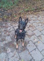 Duitse x Mechelse herder reu 1,5 jaar, Rabiës (hondsdolheid), Reu, 1 tot 2 jaar, Eén hond