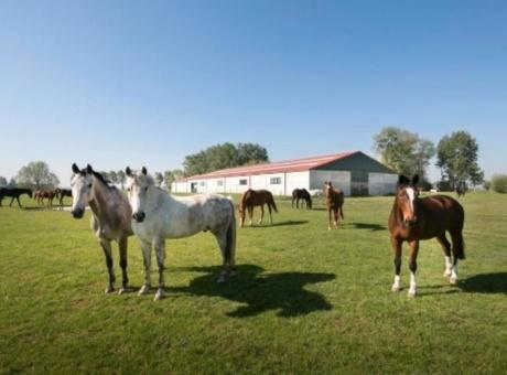 Stal gezocht D-pony (merrie), Dieren en Toebehoren, Stalling en Weidegang, Stalling, Weidegang, 1 paard of pony