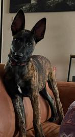 Hollandse herder pup mix, Dieren en Toebehoren, 15 weken tot 1 jaar, CDV (hondenziekte), Teef, Eén hond