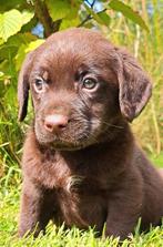 Prachtige lieve Labrador x Friese Stabij Pups!!!, Dieren en Toebehoren, Honden | Niet-rashonden, Nederland, 8 tot 15 weken, CDV (hondenziekte)