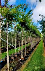 Prunus subhirtella 'Autumnalis' witte❗️(Japanse sierkers) 🌿, Tuin en Terras, Ophalen, Overige soorten