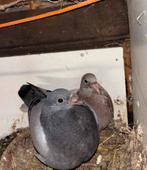 Twee jonge postduiven 2026 kroppers, Meerdere dieren, Postduif