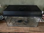 Juwel 60 liter aquarium, Dieren en Toebehoren, Vissen | Aquariumvissen