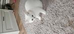 Britse korthaar kittens., Dieren en Toebehoren, Poes, Gechipt
