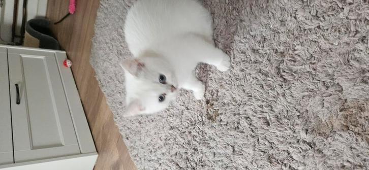 Britse korthaar kittens., Dieren en Toebehoren, Katten en Kittens | Raskatten | Korthaar, Poes, Met stamboom, Gechipt, Ingeënt