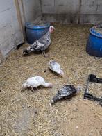 Kalkoenen, Meerdere dieren, Kalkoen