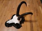 Hoorns / gewei  mooi voor in mancave / skihut, Ophalen of Verzenden, Zo goed als nieuw, Wild dier, Gewei of Kop