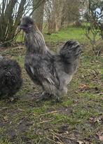 Prachtige Lieve Amerikaanse Zijdehoen/USA Zijdehoender Haan!, Mannelijk, Kip