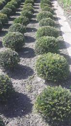 Taxus bollen, Ophalen, Bloeit niet, Overige soorten, Volle zon