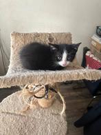 Super leuke en lieve kittens, Dieren en Toebehoren, Katten en Kittens | Overige Katten, Meerdere dieren, Kortharig, 0 tot 2 jaar