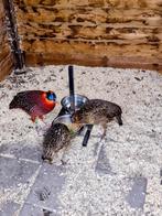 Te koop teminck. tragopaan , haan, Dieren en Toebehoren, Vogels | Overige Vogels, Mannelijk