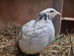 Japanse kwartel hen - Snowflake!, Dieren en Toebehoren, Pluimvee, Vrouwelijk, Overige soorten