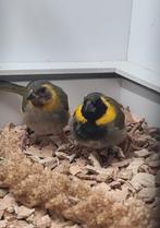 Kleine Cubavinken, Dieren en Toebehoren, Vogels | Overige Vogels, Meerdere dieren, Tropenvogel