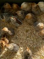 Broed eieren sabelpoot kriel, Kip, Geslacht onbekend