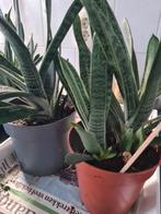Mooie GASTERIA vetplanten succulenten bio eigen kweek, Huis en Inrichting, Kamerplanten, Ophalen, Vetplant, Halfschaduw, Minder dan 100 cm