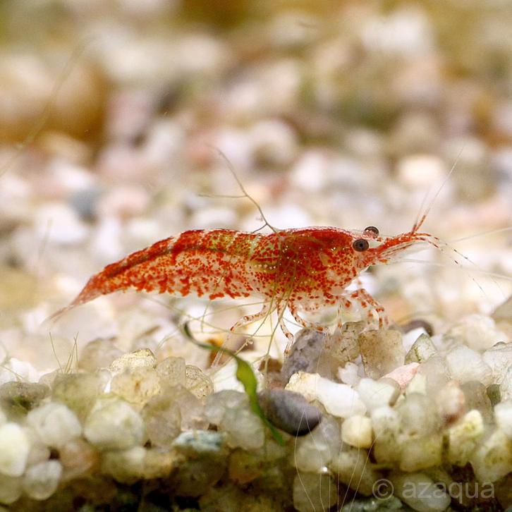 Vuurgarnalen, Dieren en Toebehoren, Vissen | Aquariumvissen, Kreeft, Krab of Garnaal