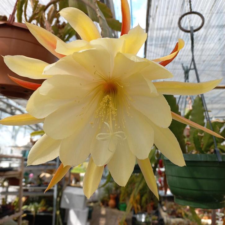 Epihyllum  stekken 30 stuks naamloos, Huis en Inrichting, Kamerplanten, Cactus, Minder dan 100 cm, Bloeiende kamerplant, Halfschaduw