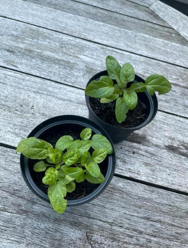 🪻🐝  Prunella vulgaris bijenkorfje brunel paarse bloem, Tuin en Terras, Planten | Tuinplanten, Vaste plant, Bodembedekkers, Volle zon